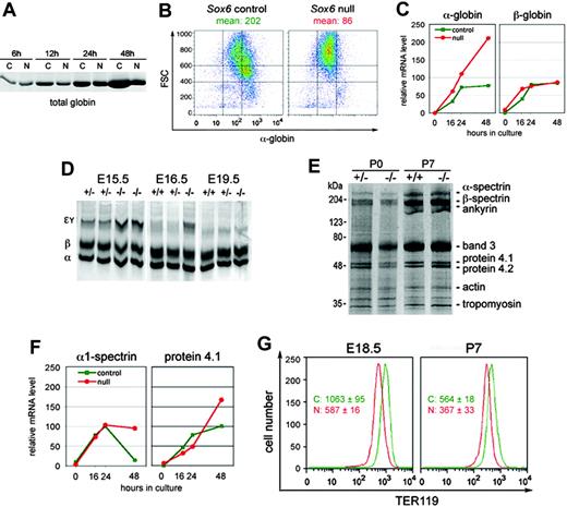 Figure 6. Sox6–/– erythroid cells show defects in hemoglobinization and cytoskeleton integrity. (A) Coomassie blue–stained SDS-PAGE of lysates from control (C) and Sox6–/– (N) fetal liver cells cultured on fibronectin with 2 U/mL Epo for 6 to 48 hours. All lanes were loaded with lysate amounts corresponding to equal cell numbers. The picture shows the section of the gel at the 15-kDa level, where the most intense protein band was seen, as expected for globin chains. (B) FACS analysis of hemoglobin level in control and Sox6–/– erythroid cells cultured on fibronectin with 2 U/mL Epo for 24 hours. The mean cell hemoglobin intensity is indicated. (C) Quantification of relative α-globin and β-globin RNA levels in control and Sox6–/– erythroid cells cultured on fibronectin with 2 U/mL Epo for 0 to 48 hours. (D) Globin chain analysis in E15.5, E16.5, and E19.5 Sox6–/– and control fetuses. The migration level of the primitive Eγ globin chains, definitive β-globin chains, and α-globin chains is indicated. (E) Ghost analysis of control and Sox6–/– RBCs at P0 and P7. Samples were loaded in amount corresponding to similar cell numbers. (F) Quantification of α1-spectrin and protein 4.1 RNA levels in control and Sox6–/– erythroid cells. The experiment was done and data are presented as described in panel C. (G) Histograms of TER119 FACS analysis of blood samples from E18.5 and P7 mice. The mean with standard deviation of TER119 fluorescence is indicated for 3 control (C) and 3 Sox6–/– (N) littermates. The differences in absolute values between E18.5 and P7 samples are due to experimental variability rather than differences between mouse ages.
