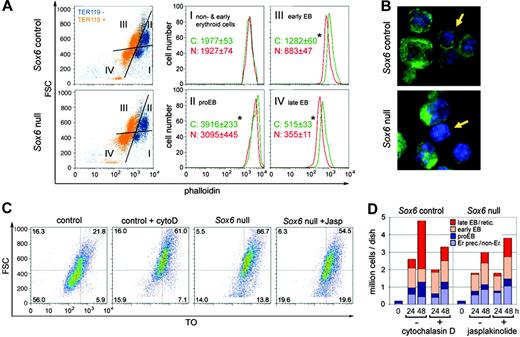 Figure 7. Sox6–/– erythroid cells have decreased F-actin levels that affect maturation. (A) FACS profiles of F-actin in bone marrow cells from P7 control and Sox6–/– littermates. Cells were stained with TER119 and phalloidin. (Left panels) FSC/phalloidin profiles, with TER119– cells shown in blue and TER119+cells in orange. Based on the FSC and TER119 staining, 4 subpopulations were identified: I, nonerythroid/early erythroid cells; II, proerythroblasts; III, early erythroblasts; and IV, late erythroblasts. (Middle and right panels) Distribution of F-actin in each subpopulation. The mean and standard deviation are indicated for 4 control and 3 mutant littermates. * indicates statistically significant differences between controls and mutants (Student t test, P < .05). (B) Confocal microscopy of representative P7 bone marrow cells stained with phalloidin (green) and the nucleic acid dye Hoechst 33258 (blue). The arrows point to a control cell with a thick F-actin cytoskeleton and a mutant cell with a thinner F-actin cytoskeleton. (C) FSC/TO profiles of control and Sox6–/– TER119+ erythroid cells from cultures on fibronectin for 48 hours with 0.2 U/mL Epo and with or without cytochalasin D (cytoD) and jasplakinolide (Jasp). (D) Graph combining cell counts and FACS profile data for the experiment described in panel C.