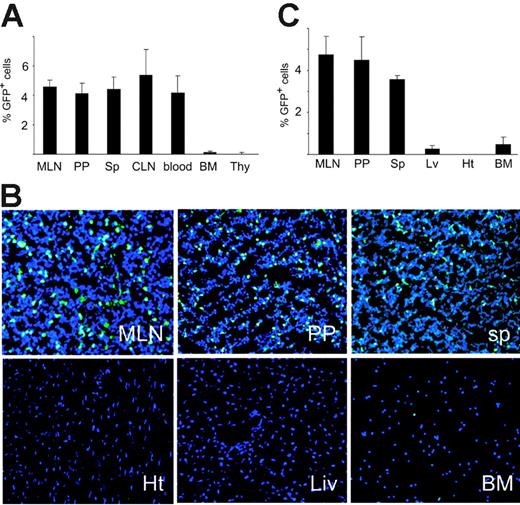 Figure 5. Distribution of BM-derived GFP-positive cells after GFP-positive BM plus WT intestine transplantation. (A) Flow cytometric analysis of lymphoid organs in recipients of WT intestine plus GFP-positive BM at day 120. From 4% to 6% of GFP-positive cells were seen in the mesenteric lymph nodes (MLN) and Peyer patches (PP) of WT intestine grafts. Host spleen (sp), cervical lymph nodes (CLN), and blood also showed similar levels of macrochimerism. On the other hand, there were few GFP-positive cells in recipient BM and thymus (Thy); n = 4 to 5. (B) Fluorescent microscopic analysis of various organs in the recipients of WT intestine plus GFP-positive BM at day 120. Numerous GFP-positive cells were seen in graft MLNs and PPs as well as host spleen. Only few GFP-positive BM-derived cells were identified in recipient liver (Liv), heart (Ht), or BM. Blue indicates nuclear stain; 40×/0.75 NA oil-immersion objective was used. (C) Percentages of GFP-positive cells. GFP-positive positive cells were counted in the section and expressed as the percentage to the number of nucleus.