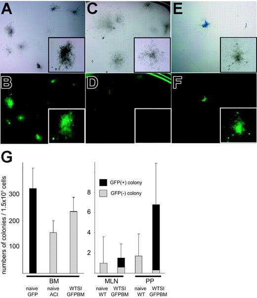 Figure 6. Colony-forming unit in culture (CFU-C) assay of isolated cells from WT intestine grafts cotransplanted with GFP-positive BM. (A-B) Naive GFP-positive BM formed more than 300 colonies per 1.5 × 105 cells, and all of them were GFP positive under fluorescent microscopy. (C-D) BM cells taken from the recipient of WT intestine plus GFP-positive BM formed comparable numbers of colonies as normal ACI animals, but very few GFP-positive colonies were found despite stable macrochimerism. (E-F) Cells isolated from PPs and MLNs of WT intestine grafts transplanted with GFP-positive BM developed GFP-positive colonies with a frequency of 2 to 6 per 1.5 × 105 cells. CFU-Cs of cells isolated from naive WT intestinal PPs and MLNs were 1 to 3 per 1.5 × 105 cells. (G) Mean numbers of colonies per 1.5 × 105 cells (n = 3). Panels A, C, and E are under an inverted microscope; B, D, and F are under an Olympus SZ×12 fluorescence dissecting microscope with magnification wheel set at 7×, insets at 30×. SI indicates small intestine.
