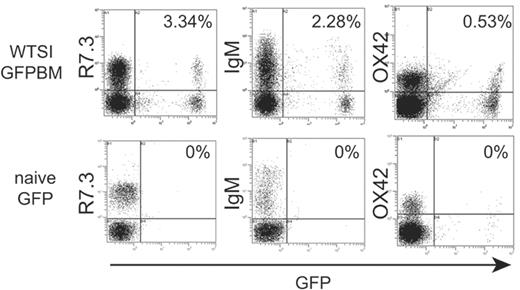 Figure 7. Propagation of BM-derived GFP-positive cells engrafted in the graft GALT. Lethally irradiated WT rats were adoptively transferred with cells isolated from GALT of WT intestine grafts simultaneously transplanted with GFP-positive BM. Flow cytometric analysis of peripheral blood was performed 100 days after irradiation and transfer. After adoptive transfer of cells isolated from MLNs and PPs of naive GFP rats, a GFP-positive population was not identified. On the other hand, multilineage GFP-positive cells including T, B, and monocytes/macrophages (about 6%) were detected after infusion of cells from WT intestine grafts transplanted with GFP-positive BM at day 120. Pictures are representative of 3 different animals of each group.