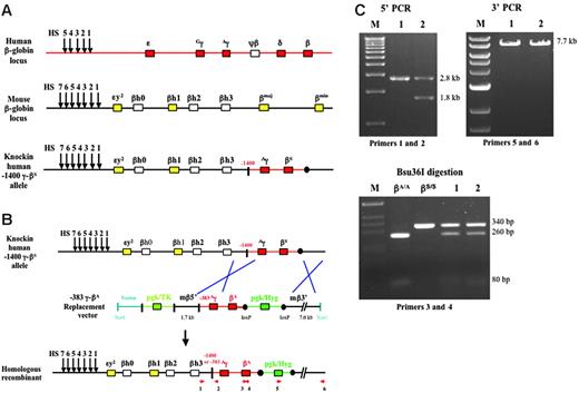 Figure 1. Replacement of the βS-globin gene with a βA-globin gene in knock-in sickle ES cells. (A) Schematic representation of the human β-globin locus, mouse β-globin locus, and the human –1400 Aγ-βS knock-in locus in ES cells derived for this study. Arrows indicate DNase I hypersensitive sites (HSs) that mark the locus control region (LCR). Red and yellow boxes represent functional human and mouse genes, respectively. White boxes represent pseudogenes. Black circles indicate loxP sites. (B) Schematic representation of gene replacement in knock-in sickle ES cells. The 24-kb replacement vector contains a 2.1-kb PGK/TK marker gene, 1.7 kb of mouse 5′ flanking sequence, a –383 γ-βA fragment (8.7 kb), a 1.8-kb floxed PGK/Hygro gene, and 7 kb of mouse 3′ flanking sequence. Homologous recombinants were identified by PCR with primers 1 and 2 to identify correct 5′ sequences (primer 1 is outside of the vector homology region) and with primers 5 and 6 to identify correct 3′ sequences (primer 6 is outside of the vector homology region). PCR with primers 3 and 4 followed by Bsu36I digestion was used to distinguish βS and βA alleles. (C) 5′ PCR (primers 1 and 2) and 3′ PCR (primers 5 and 6) from 2 positive homologous recombinant ES cell lines (clones 1 and 2). In clone 1, recombination at the 5′ end occurred downstream of the –383 γ sequence; therefore, the replacement allele maintained the –1400 γ promoter (2.8-kb PCR product). In clone 2, recombination at the 5′ end occurred upstream of the –383 γ sequence; therefore, the replacement allele contained the –383 Aγ promoter (1.8-kb PCR product). Bsu36I digestion of PCR fragments derived with primers 3 and 4 is presented in the second panel of panel C. βA fragments are digested, but βS fragments are resistant to digestion.