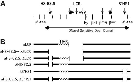 Figure 1. Map of mutant D alleles generated by homologous recombination. (A) Map of the mouse β-globin locus. Arrowheads represent genes. Vertical arrows represent HSs. ORG indicates olfactory receptor gene. The extent of the DNaseI-sensitive domain is diagrammed below the locus map. (B) Diagrammatic representations of the targeted deletions generated. Striped region designates the UHR, the region upstream of the LCR that has homology to the region deleted in the Hispanic deletion.