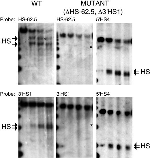 Figure 3. Mapping of DNaseI HSs in the HS-62.5 and 3′HS1 regions of WT and ΔHS-62.5, Δ3′HS1 mice. DNaseI series from WT and homozygous mutant mice were digested with EcoRV and hybridized with probes to the 3′ end of each restriction fragment. After hybridization to HS-62.5 or 3′HS1 region probes, blots from mutant mice were stripped and rehybridized to a probe to the 5′HS4 region to demonstrate the quality of the DNase series. The edge of a 1-kb marker lane is observed on the far left. DNaseI digestion increases from left to right. The characteristic doublet of HSs for the HS-62.5 and 3′HS1 regions in WT samples are marked by arrows (left blots). The characteristic doublet of 5′HS4 is marked by arrows (right blots). An asterisk marks the size of expected fragments if a HS formed at the site of the targeted deletions in mutant samples (middle blots). Left blots are from WT mice. Middle and right blots are from homozygous ΔHS-62.5, Δ3′HS1 mice. Probes used are indicated above each panel.