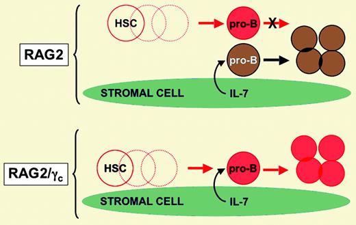 Model proposing that availability of IL-7 (or some other stromal cell–derived factor/nutrient) limits B-cell development in the study by Liu and colleagues. Red cells are of donor origin. Brown cells are of recipient origin. Dashed circles are lymphohematopoietic intermediates that are not shown for simplicity. Illustration courtesy of Rebecca Asch.