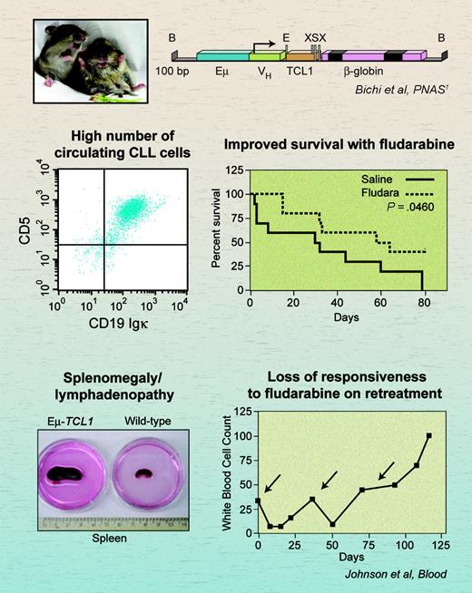 Eμ-TCL1 transgenic mice: a drug discovery model for CLL. Illustration by A. Y. Chen. Mouse model construct reprinted from Bichi et al 1 ; © 2002 National Academy of Sciences.