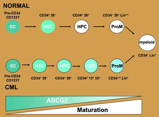 ABCG2 is overexpressed in CML cells. ABCG2 is normally highly expressed in CD34+ CD38– human hematopoietic stem cells and switched off in most maturing lineages including granulocyte/monocytes. The data from Jordanides et al's paper suggest that in CML, the expression of this transporter persists further down the maturation spectrum, such that it may be found on the majority of CML CD34+ cells, including those beyond the CD34+ CD38– stage, and maybe even those that coexpress promyeloid markers including CD13 and CD33. Thus their findings are consistent with the possibility that a greater proportion of cells have the active transporter rather than the per-cell level of ABCG2 being elevated. SC indicates multipotent stem cell/hemangioblast; HSC, hematopoietic stem cell; HPC, hematopoietic progenitor; CPC, CML progenitor; and ProM, promyeloid. Blue shading indicates ABCG2 expression levels. Diagram kindly provided by Dr J. Mountford, Royal Infirmary, Glasgow, United Kingdom.