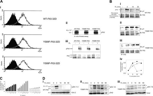 Figure 2. FL-induced responses in WT-Flt3, Y589F-Flt3, and Y599F-Flt3-32D cells. (A) The 32D cells were retrovirally infected with WT-Flt3, Y589F-Flt3, or Y599F-Flt3. Bulk populations obtained after selection in 0.2 g/L G418 were tested for their surface expression of Flt3 isoforms by flow cytometry (i: open curve, anti-Flt3; filled curve, isotype control). Kinase activity of the expressed Flt3 isoform was confirmed by immunoprecipitation of FL-stimulated Flt3 and a subsequent in vitro kinase assay with Flt3 as endogenous substrate (ii) as described in “In vitro kinase activity of Flt3 and Lyn” as well as by immunoprecipitation of activated Flt3 from stimulated cells, followed by probing with a phosphotyrosine antibody and subsequent reprobing with a Flt3 antibody to verify equal loading (iii). (B) Time-dependent autophosphorylation of Flt3 isoforms was examined by immunoprecipitation of Flt3 at the indicated time points upon FL stimulation. After SDS-PAGE and immunoblotting (IB), membranes were probed for phosphotyrosine and Flt3, respectively. The intensity of the bands was quantified by densitometric analysis. The ratio of pFlt3 to Flt3, normalized to time point zero, is depicted for each Flt3 isoform (• indicates WT-Flt3; ▪, Y589F-Flt3; ▴, Y599F-Flt3). (C) Dose-dependent rescue from IL-3 withdrawal in the Flt3-32D transfectants by FL was determined by an MTT assay. Thirty thousand cells/well (96-well, triplicates) were starved from IL-3 in the presence of different concentrations of FL and 2% serum. After 48 hours the MTT dye was added for another 4 hours before absorbance of the converted dye was read at 595/630 nm. OD indicates optical density. Bars indicate fold increase of metabolic activity compared with control cells (no IL-3, no FL). ▪ indicates WT-Flt3; , Y589F-Flt3; and □, Y599F-Flt3. Data from 3 individual experiments were subjected to ANOVA statistical analysis. Error bars indicate standard deviation. *P < .05; **P < .01; ***P < .001. (D) To examine FL-induced Erk phosphorylation, 32D transfectants were starved from cytokines for 4 hours and then stimulated with 100 ng/mL FL for the indicated periods of time. After lysis, total cell lysates were subjected to a Western blot analysis for pErk and total Erk, respectively. All experiments were performed at least 3 times with consistent results.