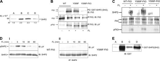 Figure 4. pY599 is a recruitment site for the protein tyrosine phosphatase SHP2. (A) Total 32D cell lysates were incubated with immobilized peptide Y599 (lane A) and pY599 (lanes B-D). To prove phosphoselectivity of found interactions, soluble phosphorylated or unphosphorylated peptides (0.5 mg/mL, Y599, lane C; pY599, lane D) were included in the reactions to compete for binding proteins. Bound protein was subjected to a Western blot analysis for SHP2. Bands were densitometrically analyzed and relative intensities are depicted under each lane. (B) Interaction of pY599 (but not pY589) of the entire Flt3 protein and SHP2 was shown in a pulldown experiment. For this purpose, Cos-1 cells were transiently transfected with Flt3-WT, Flt3-Y589F, and Flt3-Y599F constructs. After stimulation of the appropriate samples with FL for 10 minutes, cells were lysed and the lysate was incubated with 2 μg GST-SHP2 (N+C)-SH2 fusion protein. Pulled-down proteins were separated by SDS-PAGE on an 8% gel and blotted, and the membranes were probed for Flt3. To confirm efficient transfection and stimulation of each sample, Flt3 was immunoprecipitated from the lysates and immunoblotted for Flt3 and phosphotyrosine. (C) pY599 of Flt3 binds to SHP2 in living cells. The 32D transfectants of either WT- or Y599F-FLt3 were starved for 4 hours from cytokines before they were stimulated with FL (100 ng/mL) for 7 minutes. Cells were lysed and subjected to immunoprecipitation with an antibody against Flt3. Immunoprecipitated proteins were separated by SDS gel electrophoresis, electrotransferred to Immobilon P, followed by probing with an antibody against SHP2. The filter was consecutively stripped and reprobed with a Flt3 antibody to ensure equal loading and a phosphotyrosine antibody to reveal stimulation of Flt3 phosphorylation. (D) To examine SHP2 phosphorylation, 32D transfectants of either WT-Flt3 or Y599F-Flt3 were starved for 4 hours from cytokines before they were stimulated with FL (100 ng/mL) for the indicated periods of time. SHP2 was immunoprecipitated from cell lysates, run out on an 8% gel, and immunoblotted for phosphotyrosine and SHP2, respectively. (E) Direct interaction of pY599 with SHP2-SH2 was demonstrated by incubation of purified GST fusion protein (1 μg) with immobilized Y599 peptide (lane A) or pY599 (lanes B-D) and 0.5 mg/mL of competing soluble pY599 (lane C) or Y599 (lane D) peptide, respectively. After 2-hour incubation end-over-end, immobilized peptide beads were boiled in Laemmli buffer and subjected to a Western blot probing for GST. One representative experiment is shown of at least 2 performed with consistent results.