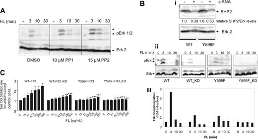 Figure 5. SHP2 rather than Src family kinases is involved in Erk activation and proliferation/survival upon FL stimulation in 32D cells. (A) Ten micromolar PP1, 15 μM PP2, or DMSO was added to Flt3-32D cells 15 minutes before ligand stimulation. FL (100 ng/mL) was added for the indicated periods of time before cells were lysed and cell lysates were subjected to a Western blot analysis for pErk and total Erk2. (B) SHP2 siRNA was introduced into WT- and Y599F-Flt3-32D cells by electroporation 72 hours before the experiment was performed. SHP2 knockdown (KD) was confirmed by probing total cell lysates for SHP2 and Erk2, respectively. Bands were densitometrically quantified and relative SHP2/Erk2 ratios are depicted under each lane (i). Parental and SHP2-KD cells were starved and stimulated with FL (100 ng/mL) as indicated before lysates were subjected to Western blot analysis for pErk and Erk2, respectively (ii). Densitometric values for the relative pErk/Erk ratios are depicted in 5Biii. (C) WT-Flt3-32D cells, Y599F-32D-Flt3, and KD counterparts were assessed for FL-dependent proliferation/survival by an MTT assay. Data from 3 individual experiments were subjected to ANOVA statistical analysis. Error bars indicate standard deviation. *P < .05; **P < .01; ***P < .001.