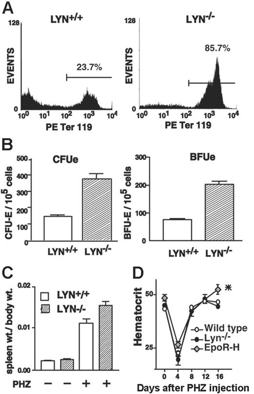 Figure 1. Phenylhydrazine-induced extramedullary erythropoiesis in Lyn-/- mice is enhanced but does not assist recovery from anemia. (A) Lyn+/+ and Lyn-/- mice (8-12 weeks) were treated with phenylhydrazine (PHZ). At day 3.5, splenocyte preparations were assayed for frequencies of Ter119pos erythroblasts. Data shown (including several-fold increases in CD71pos and Ter119pos Lyn-/- erythroblasts) are representative of 3 independent experiments (Table 1). (B-C) Frequencies of splenic CFUe's and BFUe's also were determined for phenyhydrazine-treated Lyn-/- and control mice (means ± SD, n = 3) together with increases in spleen weight (means ± SE, n = 3 per group). (D) Possible effects of enhanced splenic erythropoiesis in phenylhydrazine-treated Lyn-/- mice on red cell mass were assessed based on mean hematocrits (± SE, n = 6). For comparison, mice expressing a knocked-in EpoR-H allele also were analyzed. For EpoR-H mice (but not Lyn-/- mice), mean hematocrits at day 15 differed significantly from wild-type controls. *P < .01.