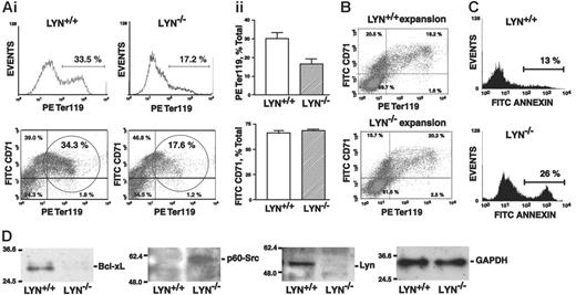Figure 2. Bone marrow-derived Lyn-/- erythroblasts falter in their development to Ter119pos erythroblasts. (A) Defects in Lyn-/- bone marrow-derived erythroblast development at a Ter119pos stage. Following 2.5 days of culture in SP34-EX medium, expanded Lyn+/+ and Lyn-/- erythroid progenitor cells were shifted to a transferrin, insulin, and Epo-containing differentiation medium. At day 1.5, frequencies of maturing erythroblasts were assayed based on Ter119 marker expression (i). Frequencies of CD71highTer119pos copositive cells also were assayed (bottom panels, circled populations). Overall frequencies of Ter119-positive and CD71+ erythroblasts from 3 independent experiments (n = 3 mice per experiment) are also graphed (i; mean ± SE). (B) CD71 and Ter119 marker expression among expanded erythroblasts also was assessed prior to differentiation. During this short-term expansion, marker profiles for Lyn+/+ and Lyn-/- populations were essentially equivalent. (C) Lyn-/- erythroblasts exhibit decreased survival at a Ter119pos stage. Bone marrow-derived erythroblasts from Lyn-/- and Lyn+/+ mice were expanded and shifted to differentiation conditions. At 24 hours of culture, frequencies of annexin V-positive cells among the maturing erythroblasts were assayed. Increased death among Lyn-/- erythroblasts also was confirmed by propidium iodide staining (data not shown). (D) In these cell populations (and at 24 hours of differentiation), levels of Bcl-xL and of activated PY416-p60-Src (p-Src) expression also were analyzed (by Western blotting) together with Lyn and GAPDH.