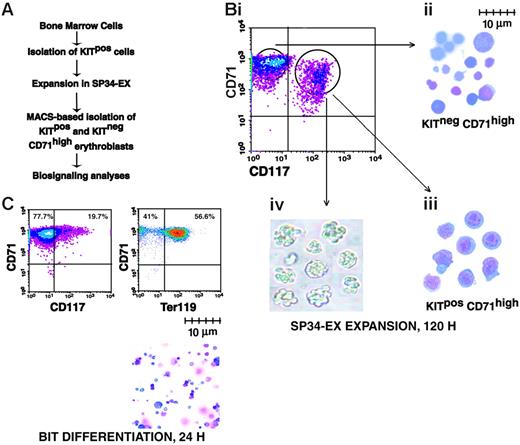 Figure 3. System for the ex vivo development of adult bone marrow-derived erythroblasts. (A) Outlined are steps used in the serum-free expansion and MACS-based isolation of marrow-derived erythroid progenitor cells. (B) Flow cytometric, cytospins, and colony-forming features of isolated erythroid progenitor cells. (i) Upon expansion for 4.5 days, cultures routinely were composed of approximately 50% to 60% KitposCD71high and approximately 40% to 50% KitnegCD71high erythroblasts. (ii-iii) Wright-Giemsa staining of isolated KitnegCD71high and KitposCD71high erythroblasts. (iv) Colony morphologies of KitposCD71high cells cultured for 2.5 days in 0.9% methylcellulose with Epo at 5 U/mL. (C) Differentiation capacities of expanded erythroblasts. KitposCD71high cells were isolated (by MACS) from expansion cultures and transferred to BSA, insulin, and transferrin (BIT)-containing medium. At 24 hours of culture, few cells continued to express Kit (CD117) while more than 50% routinely differentiated to Ter119pos erythroblasts (lower right panel, cytospin preparation).