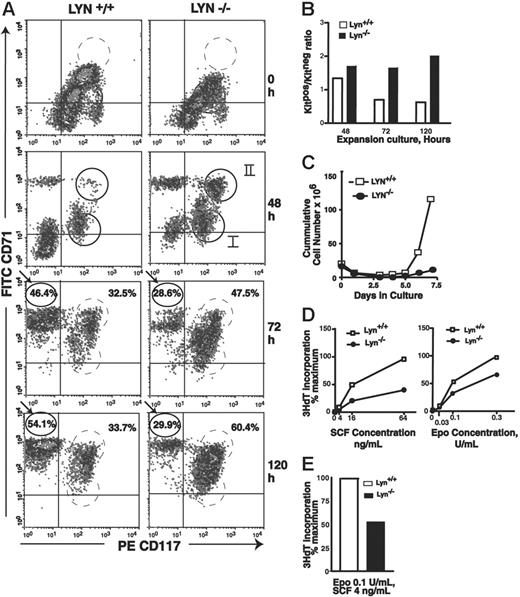 Figure 4. Early-stage Lyn-/- erythroid progenitor cells accumulate at a KitposCD71high stage of development and are deficient in Epo and SCF proliferative responsiveness. (A) At the indicated time points, KitposCD71low, KitposCD71high, and KitnegCD71high erythroblast formation was assayed. At 48 hours, 2 subpopulations of Kitpos cells reproducibly were detected (and are designated cohorts I and II). For Lyn-/- erythroblasts, note accumulations at a KitposCD71high stage (especially at 72 and 120 hours) and corresponding deficits in KitnegCD71high cell formation. Data illustrated are representative of 3 independent experiments (and additional representative experiments are illustrated in Figure S1, available at the Blood website; see the Supplemental Figures link at the top of the online article). (B) Also graphed are ratios of Kitpos/Kitneg erythroblast formation for wild-type versus Lyn-/- progenitors at 48, 72, and 120 hours of culture. (C) Over an extended period of culture, expansion capacities of Lyn-/- and control Lyn+/+ cultures also were assayed by direct cell counts. Note the deficient expansion of Lyn-/- erythroblasts (observed in 3 independent experiments). (D) Levels of Epo- and SCF-induced 3HdT incorporation in expanded Lyn-/- and control erythroblasts. Expanded KitposCD71high erythroblasts were isolated by lineage depletion and MACS, and cultured for 24 hours in SP34-EX medium in the presence of Epo and/or SCF as indicated. Cultures then were pulsed with 3HdT, and mean incorporation rates (± SE) were determined.