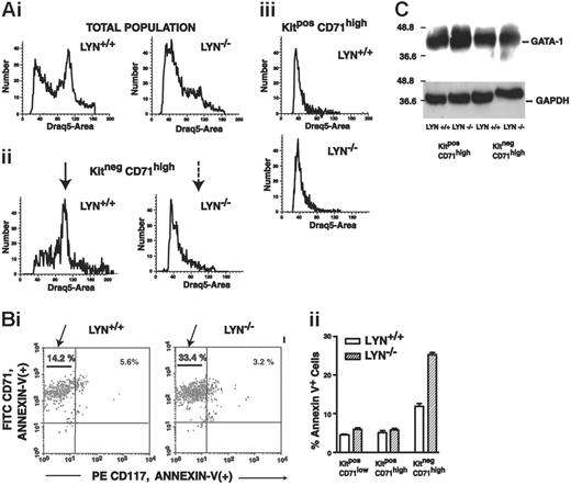 Figure 5. At a KitnegCD71high stage of development, Lyn-/- erythroid progenitor cells fail to efficiently enter an apparent G1/S cell cycle phase and undergo increased apoptosis. (A) Cultures of expanded Lyn+/+ and Lyn-/- erythroblasts were analyzed for Kit and CD71 marker expression, and were costained for DNA content with DRAQ5. DRAQ5 staining distributions are shown for total cell populations (i), for KitnegCD71high cells (ii), and for KitposCD71high cells (iii). Note the limited frequencies of KitnegCD71high Lyn-/- erythroblasts in the S-phase peak compared directly with Lyn+/+ controls (arrows, ii). (B) Increased apoptosis of Lyn-/- erythroblasts at a KitnegCD71high stage. Bone marrow-derived Lyn-/- and wild-type control erythroblasts were cultured in SP34-EX (with SCF and Epo at nonlimiting concentrations). At 120 hours of culture, cells were coanalyzed for Kit (CD117) and CD71 expression, and for annexin V positivity. Selectively within a KitnegCD71high population, Lyn-/- cells exhibited significantly increased levels of annexin V staining (33.4% vs 14.2%, or 220% over Lyn+/+ controls). This is illustrated in a representative flow cytometric profile (i) and in histograms as mean values (± SE) for triplicate analyses (ii) (results shown are representative of 2 independent experiments). (C) Also analyzed (by Western blotting) were levels of GATA-1 expression (and GAPDH) in KitposCD71high as well as KitnegCD71high Lyn-/- and Lyn +/+ erythroblasts (as isolated by MACS).