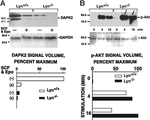 Figure 6. Altered DAPK2 expression and Akt activation in Lyn-/- erythroblasts. (A) Lyn-/- and wild-type erythroblasts were expanded from bone marrow preparations in SP34-EX media to yield 90% or more CD71high populations. Kitpos erythroblasts were isolated via MACS, washed, deprived of cytokines for 6 hours, and then exposed to SCF plus Epo (150 ng/mL, 5 U/mL) for the indicated intervals. Levels of DAPK2 in KitposCD71high cells then were assayed by Western blotting and quantitatively by densitometry (bottom panels). (B) Lyn-/- and wild-type erythroblasts were expanded from bone marrow preparations in SP34-EX media, and KitposCD71high erythroblasts were isolated. Cells were then washed and cultured in the absence of SCF and Epo. At the indicated intervals of subsequent exposure to SCF plus Epo (150 ng/mL, 5 U/mL), levels of phospho-Akt were determined. In repeated independent experiments, KitnegCD71high erythroblasts also were analyzed (together with KitposCD71high cells) (Figure S4).