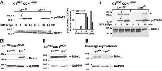 Figure 7. Attenuated Stat5 activation and late-stage-specific decreases in Bcl-xL expression in Lyn-/- erythroblasts. (A) Stat5 activation in Lyn-/- erythroblasts is attenuated. Bone marrow-derived progenitor cells from Lyn-/- and Lyn+/+ mice were expanded in SP34-EX medium. KitnegCD71high and KitposCD71high subpopulations of erythroblasts were isolated (by MACS), and washed cells were incubated in the absence of cytokines. Cells then were exposed to SCF plus Epo (150 ng/mL, 5 U/mL) and lysed at the indicated intervals. Levels of phospho- and total Stat5 then were assayed by Western blotting. In Lyn-/- erythroblasts, levels of phospho-Stat5 were significantly decreased. In addition, levels of an approximately Mr 130 000 factor (*), which crossreacted with the phospho-Stat5-specific antibody used in the present studies, also were diminished. (B) Bcl-xL expression is up-modulated in KitposCD71high cells but decreased in KitnegCD71high and later-stage erythroblasts. In these erythroblast populations (i-ii), and in expanded Lyn-/- and Lyn+/+ erythroblasts that were differentiated for 1.5 days (iii), Bcl-xL levels also were analyzed (together with GAPDH).