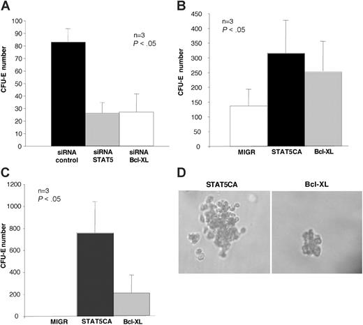 Figure 2. STAT5 and Bcl-xL are implicated in EEC formation. (A) Inhibition of Bcl-xL and STAT5 in primary cells using an siRNA strategy decreased CFU-E formation. Day-5 CD36+ cells cultured in the presence of Epo, DXM, IL-3, and SCF were electroporated with siRNA targeted on either STAT5 or Bcl-xL, or with a nonspecific control sequence. GpA- cells were plated at day 6 in methylcellulose in the presence of Epo and SCF. CFU-Es were counted 7 days later. Number of CFU-Es was significantly reduced after knock-down of either STAT5 or Bcl-XL compared with the control (n = 3; Student t test: P < .05). (B-C) A constitutively active form of STAT5 as well as Bcl-xL overexpression induced EEC formation in methylcellulose assays. PB CD34+ cells were cultured in the presence of Epo, SCF, IL-3, and DXM, transduced at days 4 and 5 either with the MIGR, STAT5CA, or Bcl-xL vectors. At day 7, CD36+/GpA-/GFP+ cells were sorted, and 5000 cells were plated in methylcellulose in the presence of SCF alone. As a positive control, 1000 cells were plated in parallel in the presence of SCF and Epo. Histograms represent the total number of CFU-Es at day 7. In the presence of Epo, the CFU-E number was higher with the STAT5CA and the Bcl-xL vectors than with the control (B). In the absence of Epo (C), whereas MIGR-transduced cells did not give rise to a significant number of CFU-Es, either STAT5CA or Bcl-xL vectors could induce EEC formation (n = 3, each in triplicate; Student t test: STAT5CA vs MIGR, P < .05; Bcl-xL vs MIGR, P < .05). Data are represented as mean ± SEM. (D) Qualitative differences between STAT5CA-induced (left) and Bcl-xL-induced (right) EECs. Bcl-xL-induced EECs were not only less numerous (Student t test: P = .001), but also contained a lower number of cells than the STAT5CA-induced CFU-Es. These Bcl-xL-induced EECs were very similar to those routinely observed in PV patients. CFUs were counted using a Zeiss Telaval 31 microscope (Zeiss, Oberkochen, Germany) and a 20×/0.35 numeric aperture objective (Micromecanique, Evry, France). Images were captured using a Nikon Eclipse TE300 microscope (Nikon, Tokyo, Japan) connected to a Zeiss Axiocam digital camera. Images were acquired using Zeiss Axiovision 4 software.