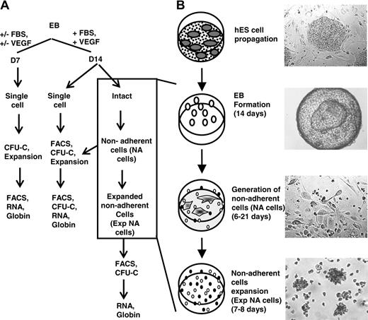 Figure 1. Outline of successive culture steps for erythroid differentiation by hES cells. (A) A flow chart of sample collection and analyses performed. (B) Clumps of undifferentiated ES cells were cultured in EB medium for 14 days in suspension, which gave rise to cystic embryoid bodies (EBs). EBs then were plated on matrigel-coated plates in the GEM medium for up to 21 days, during which time nonadherent cells were generated. Nonadherent cells then were further expanded as described in “Materials and methods.” Images were obtained using a Leica DMIL inverted microscope (Leica, Heidelberg, Germany) with a Leica C PLAN 4×/0.10 numeric aperture (NA) (top 2 panels) or 10×/0.22 NA (bottom 2 panels) objective and a PixeLINK megapixel FireWire camera (model PL-A662; PixeLINK, Ottawa, ON, Canada) with PixeLINK Capture software version 1.0.