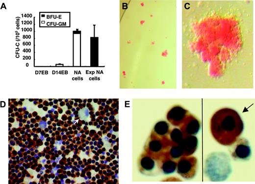 Figure 3. Clonogenic potential of ES-derived cells during differentiation and morphology of BFU-E-derived erythroblasts. (A) Single cell suspension was prepared from D7EB, D14EB, nonadherent cells (NA cells), or expanded nonadherent cells (Exp NAcells) and cultured to detect the clonogenic potential of hematopoietic progenitors present. The D7EB data were from 3 experiments. The D14EB data were pooled from 6 experiments. The nonadherent and expanded nonadherent cells data were pooled from 2 experiments. (B) Most of the colonies from expanded nonadherent cells were of erythroid lineage. (C) A single BFU-E colony from the CFU-C culture of expanded nonadherent cells. (D) Smears prepared from picked BFU-E colonies of expanded nonadherent cells were stained with benzidine and counterstained with hematoxylin to reveal the nuclei. Most of the cells in the BFU-E colonies stained positive for hemoglobin with the presence of some macrophages (arrow). (A,B,D) Error bars indicate SEM. (E) While most of the hemoglobin-positive erythroblasts had the morphology of fetallike definitive erythroblasts, few erythroblasts (< 2%) resembled embryonic erythroblasts, with large cytoplasm-to-nucleus ratio (arrow). Panels B and C were taken under a Leica MZ6 dissecting microscope (Heidelberg, Germany) with 1.6 × and 4 × original magnification using a Nikon coolpix995 camera (Melville, NY). The picture in panel C has been enlarged 20 ×. Panel D was taken under an Olympus BH2 microscope (Melville, NY) with a 40 ×/0.70 NA Olympus objective lens using a Nikon coolpix995 camera. Panel E was taken under a Leica DMLB microscope with a 40 ×/0.70 NA PL Fluotar objective lens using an RT Slider Spot camera using spot version 4.0.9 (Diagnostic Instruments, Sterling Heights, MI). The picture has been enlarged 94 ×.