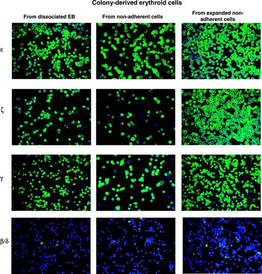 Figure 5. Globin protein expression by ES-derived erythroid cells. Expression of ϵ, ζ, γ, and β/δ globin proteins was detected in the colony-derived erythroid cells from D14EBs, from nonadherent cells, or from expanded nonadherent cells by staining with specific globin antibodies followed by an FITC-conjugated anti-mouse antibody and counterstained with DAPI (4′6-diamidino-2-phenylindole 2HCl). Pictures were taken under a Leica DMLB microscope with a 40 ×/0.70 NA PL Fluotar objective lens using an RT Slider Spot camera (Diagnostic Instruments, Sterling Heights, MI) with spot software version 4.0.9.