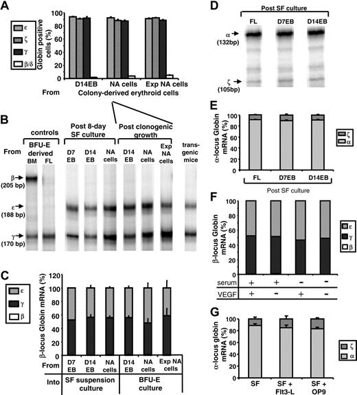Figure 6. Globin protein and mRNA expression by ES-derived erythroid cells. (A) Frequencies of ϵ, ζ, γ, or β/δ globin-expressing cells were determined using monospecific antibodies among the erythroid colony-derived cells from dissociated D14EBs, from nonadherent cells (NA cells), or from expanded nonadherent cells (Exp NA cells). (B) RNase protection assays were performed on samples collected from post-SF culture of cells from D7EB, D14EB, nonadherent cells (NA cells), or BFU-E cultures. Erythroid cells derived from human bone marrow (BM) or fetal liver (FL) cultures were used as controls for β- and γ-globin expression. Embryonic blood of a transgenic mouse carrying the human β-globin locus yeast artificial chromosome was used as a control for ϵ- and γ-globin expression. A total of 47 samples were tested, and representative samples are shown. (C) The amount of specific β-locus globin: ϵ, γ, and β mRNA relative to the total amount of β-locus globin mRNA was computed and compared in the groups described in panel B. (D) RNase protection assays were performed on samples collected from post-SF culture of FL, D7EB, or D14EB for the expression of α-locus globin (α and ζ). A total of 10 samples were analyzed, and representative samples are shown. (E) The amount of specific α-locus globin: relative expression of α and ζ mRNA was computed and compared in the groups described in panel D. (F) EBs were generated in the EB medium supplemented with or without fetal bovine serum and with or without VEGF-165 for 7 days. D7EBs then were dissociated and cultured in suspension in the SF medium for 8 days. β-locus mRNA expression was analyzed with RNase protection assays. (G) EBs were generated in the EB medium supplemented with fetal calf serum and VEGF-165. After 7 days, EBs were dissociated and cultured in the SF medium (SF) or SF medium supplemented with 100 ng/mL Flt3-L (SF + Flt3-L) or cocultured with confluent irradiated OP-9 cells (SF + OP9) for 8 days. α-locus mRNA expression was analyzed with RNase protection assays. β-locus mRNA expression also was analyzed, and there were no significant differences among groups (data not shown). (A, C, E, G) Error bars indicate SEM.