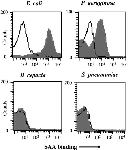 Figure 1. SAA binds to E coli and P aeruginosa but not B cepacia or S pneumoniae. Live E coli, P aeruginosa (7/1), S pneumoniae, and B cepacia (all at 108 cfu's) were incubated with SAA (5 μg/mL; filled histogram) or without (open histogram) and binding was examined by FACS following incubation with monoclonal anti-SAA and FITC-labeled secondary antibody. Data show analysis of 30 000 events.