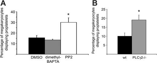 Figure 3. αIIbβ3 downstream signaling events have variable contributions to proplatelet formation on fibrinogen. (A) Bone marrow aspirates from TPO-treated mice were treated with either DMSO, 20 μM dimethyl BAPTA-am, or 10 μM PP2, and allowed to adhere to fibrinogen for 4 hours at 37°C. Results were tabulated as a percentage of the total megakaryocytes that displayed proplatelets. Error bars represent SEM, n = 3. (B) Bone marrow aspirates from non-TPO-treated PLCγ2-/- mice or littermate wild-type controls were allowed to adhere to fibrinogen for 3 hours at 37°C. Results were tabulated as a percentage of the total megakaryocytes that displayed proplatelets. Error bars represent SEM, n = 4. *Significant difference compared with controls.