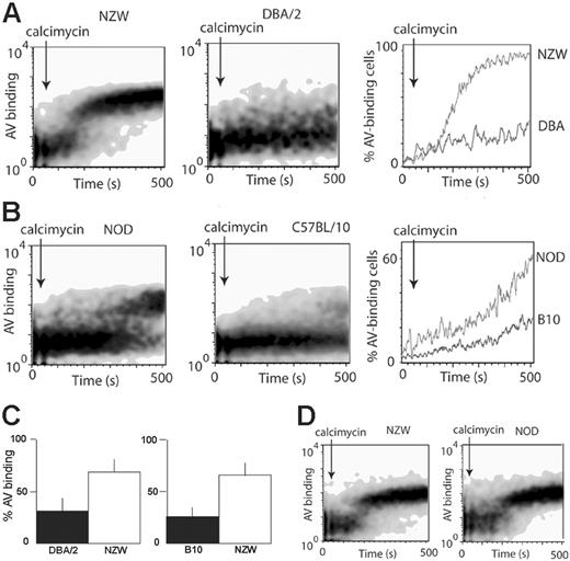 Figure 2. PS exposure by B cells is strain dependent. (A) Lymphocytes from NZW and DBA/2 mice were labeled with anti-CD19APC and anti-CD19PERCP antibodies, respectively (to allow B cells from each strain to be easily distinguished), mixed, and preincubated with AVFITC. Panels show density plots of the rate of PS exposure (binding of AV) by B cells from NZW (left panel) and from DBA/2 mice (center panel) measured in the same tube following stimulation with 3 μM calcimycin (arrows). The right panel shows an alternative representation of the same data, plotted as the percentage of cells with exposed PS as a function of time. (B) An equivalent experiment to that in panel A but with lymphocytes derived from NOD and C57BL/10 mice. (C) Cells were stained as in panel A to identify B-cell populations after mixing. Bars show the percentage (mean ± SD, n = 4) of B cells from DBA/2 and NZW (left panel), or NOD and C57BL/10 mice (right panel), with exposed PS approximately 7 minutes after stimulation with 3 μM calcimycin. (D) Cells from NZW and NOD mice were stained as in panel A to distinguish B-cell populations. Panels show density plots of the rate of PS exposure (binding of AV) by B cells from NZW (left panel) and NOD mice (center panel) following stimulation with 3 μM calcimycin (arrows). The rate of PS exposure was equivalent in the 2 strains. In similar experiments, the rate of PS exposure by B-cell populations from NOD and/or NZW mice was faster than that that by cells from 129, C3H, CBA, FVB/n, and NIH mice (not shown).