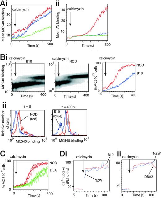 Figure 4. A decrease in lipid packing precedes PS exposure in B cells. (A) Lymphocytes from C57BL/10 mice were labeled with anti-CD19APC antibody and preincubated with either 0.05 μM MC540 or AVFITC. Histograms show (mean fluorescence units) the rate of (Ai) MC540 binding or (Aii) PS exposure (binding of AV) by CD19+ B cells following stimulation with 3 μM (red lines), 2 μM (blue lines), or 1 μM (green lines) calcimycin. (Bi) Lymphocytes from C57BL/10 and NOD mice were labeled with anti-CD19APC and anti-CD19PERCP antibodies, respectively, mixed, and preincubated with 0.05 μM MC540. Panels show density plots of the rate of decrease in lipid packing (increased uptake of MC540) by B cells from C57BL/10 (left panel) and from NOD mice (center panel) in the same tube following stimulation with 2 μM calcimycin (arrows). The right panel shows an alternative plot of the same data plotted as the percentage of cells binding high levels of MC540 as a function of time. Red lines, NOD B cells; blue lines, C57BL/10 B cells. (Bii) Histograms of MC540 binding by the B-cell populations shown in panel Bi, gated at t = 0 seconds and t = 400 seconds. Red lines, NOD B cells; blue lines, C57BL/10 B cells. (C) Results of 3 independent experiments equivalent to that in panel Bi but with lymph node cells derived from NOD (red lines) and DBA/2 (green lines) mice. (D) Calcium uptake in stimulated B cells. (Di) Lymphocytes from the C57BL/10 (red line) and NZW (blue line) mice were labeled with anti-CD19APC and anti-CD19PERCP antibodies respectively, mixed, incubated with 0.25 μM of the calcium-sensitive indicator Fluo-4AM for 10 minutes, washed, and stimulated with 0.2 μM calcimycin (arrow). Plots show Ca2+ uptake as a function of time. (Dii) Shows an equivalent experiment to that in panel Di but with lymph node cells derived from DBA/2 (red line) and NZW (blue line) mice.
