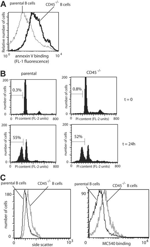 Figure 6. PS exposure on B cells from CD45-/- and parental mice. (A) Lymphocytes from CD45-/- (solid line) or parental (CD45+/+) mice (dotted line) were labeled with anti-CD19APC and anti-CD19PE antibodies, respectively, to discriminate between CD19+ B cells from each mouse after mixing. Cells were mixed and preincubated with AVFITC to assess PS exposure. (B) To compare the rate of cell death among spleen cells from parental (C57BL/6) and CD45-/- mice, the sub-G1 DNA content of lymphocytes at t = 0 and 24 hours was assessed through uptake of propidium iodide (PI) analyzed by flow cytometry. Percentages of cells containing sub-G1 levels of DNA are shown. (C) Lymphocytes from CD45-/- (gray line) or parental (CD45+/+) mice (black line) were labeled with anti-CD19APC and anti-CD19FITC antibodies, respectively, to discriminate between CD19+ B cells from each mouse, mixed, and incubated with MC540 to assess lipid packing.
