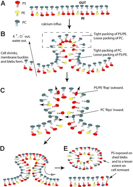 Figure 8. Model for calcium-stimulated PS translocation. (A) In the absence of stimulation, the plasma membrane of most healthy cells is asymmetric, with PS and PE restricted to the inner leaflet and PC largely restricted to the outer leaflet. (B) Following stimulation with a calcium ionophore, K+ and Cl- ions leave the cell, water follows, and the cell shrinks.21 As a consequence of cell shrinkage, the plasma membrane buckles, prior to the shedding of microvesicles/blebs. At the apex of microvesicles/blebs the packing of phospholipids is relatively loose, reducing the energetic barrier to outward movement of PS and PE. A decrease in lipid packing in the outer leaflet allows the insertion of MC540. In the inner leaflet, PS and PE are tightly packed, increasing the energetic favorability of outward phospholipid “flop.” At the base of microvesicles/blebs, PC is tightly packed in the outer leaflet and PS/PE loosely packed in the inner leaflet, favoring inward phospholipid flip. (C) PS and PE flop out at the apex, and PC flips in at the base. Thus, averaged across the microvesicle/bleb, transport of phospholipids appears headgroup-nonspecific and bidirectional (“scrambling”). (D) As it is no longer tethered to cytoplasmic/cytoskeletal proteins, PS in the outer leaflet is relatively free to move laterally outside of the bleb (unfilled arrow). (E) Microvesicles/blebs are shed. Phospholipid balance is partially restored, with most PS/PE distributed in inner and outer leaflets. Consistent with the model above, both we32 and others33 have found that shed particles, but not cell remnants, exhibit high levels of exposed PS, though some movement of PS out of the bleb is likely and has been found on cell remnants in other systems.34