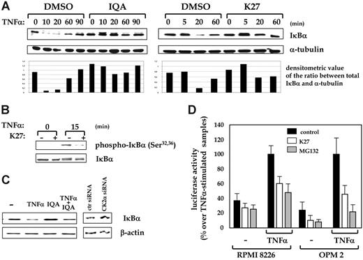 Figure 6. CK2 regulates the NF-κB pathway in MM cells. (A) TNF-α-induced IκBα degradation is impaired in MM cells by blockage of CK2. RPMI 8226 cells were incubated for 60 minutes with 0.1% DMSO or with the CK2 inhibitors IQA (25 μM) or K27 (5 μM), and then TNF-α (10 ng/mL) was added to the cultures. At the indicated time points, cytosolic proteins were harvested and 30 μg was used in Western blot analysis with an anti-IκBα-specific antibody (even protein loading was checked to assess α-tubulin levels). Below each Western blot, a graph displays the ratio between the intensity of the bands corresponding to IκBα and α-tubulin, as assessed by densitometric analysis. (B) TNF-α-induced IκBα Ser32 and Ser36 phosphorylation is reduced on CK2 inhibition. RPMI 8226 cells were grown for 60 minutes with 0.1% DMSO (-) or in the presence (+) of the CK2 inhibitor K27 (5 μM) and then stimulated for 0 or 15 minutes with TNF-α (10 ng/mL). Levels of phospho-Ser32 and phospho-Ser36 IκBα were then assessed by immunoblotting 30 μg of proteins with a phosphospecific antibody. (C) IκBα accumulation on CK2 inhibition or down-regulation by RNA interference. Left: RPMI 8226 cells were grown for 12 hours in the presence of medium (-), TNF-α (10 ng/mL), the CK2 inhibitor IQA (25 μM), or both, and then IκBα protein levels were assessed by immunoblotting with an anti-IκBα-specific antibody. Right: Similarly, IκBα levels were determined in MM cells in which CK2 mRNA and protein expression were silenced by siRNAs (even protein loading was checked to assess β-actin levels). (D) Blockage of CK2 reduced NF-κB transcriptional activity in MM cells. RPMI 8226 and OPM2 cells were transiently transfected with an NF-κB-driven luciferase reporter construct and the construct pRL-TK (see “Materials and methods” for details). Twenty-four hours later, the CK2 inhibitor K27 (5 μM) (white bars) or the proteasome inhibitor MG132 (15 μM) () was added to the cultures for 90 minutes, and the cells were stimulated with TNF-α (10 ng/mL) or were left untreated (▪). After 6 hours, total luciferase activity was determined. Values in the graph are shown as percentage of the TNF-α-treated samples. Cell viability was higher than 80% in all the experimental conditions (data not shown). Data represent mean ± SD.