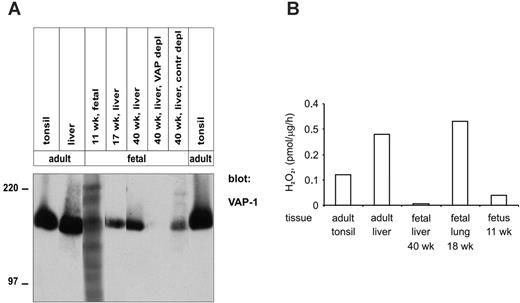 Figure 4. Enzymatically active VAP-1 dimers are synthesized already at week 11 of human gestation. (A) Tissue lysates were prepared from the indicated fetal and adult tissues, and analyzed by immunoblotting with anti-VAP-1 mAbs. In addition, the samples from a 40-week liver were precleared with anti-VAP-1 (VAP-1 depl)- or control mAb (contr depl)-armed beads, as indicated. The molecular-weight markers are indicated on the left. (B) Tissue lysates were prepared from the indicated tissues. The specific enzymatic SSAO activity was measured using the fluorometric assay, and is expressed as picomols of H2O2 produced per 1 μg protein in 1 hour. The results from a representative assay, out of 2 with similar results, are shown.