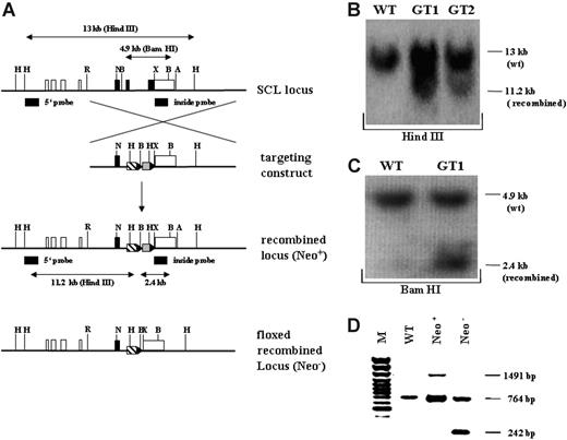 Figure 1. Targeting strategy and confirmation of the recombined SCL genomic locus. (A) Schematic overview of the targeting strategy. In the upper representation the SCL wild-type genomic locus is shown. Coding exons (IV, V, and VI) are depicted as black, and noncoding exons (Ia, Ib, IIb, III, and part of VI) are depicted as white boxes. The targeting construct is shown below the SCL genomic locus, consisting of 2 homology arms, the tTA-2S coding sequence (striped box), and the floxed neomycin-resistant selection cassette (gray box). In the targeting construct all ATG codons in exon IV and the first ATG in exon V were changed to GGG codons. LoxP Cre-recombinase recognition sites flanking the neomycin cassette are indicated as black triangles. Below the targeting construct the recombined mutant SCL locus is shown still containing the neomycin cassette (Neo+). At the bottom of the representation the recombined SCL locus is depicted after excision of the neomycin cassette (Neo-). H indicates Hind III; R, EcoRI; N, Not I; X, XbaI;A, ApaI, and B, BamHI. (B) 5′ confirmation of the recombined SCL locus by Southern blotting using a specific outside probe. Digestion with Hind III of wild-type (WT) DNA gives rise to a 13-kb fragment, whereas the correctly recombined locus will result in a smaller 11.2-kb fragment (GT1 and GT2, germ-line-transmitting mouse founder line 1 and 2). (C) 3′ confirmation of the recombined SCL locus by Southern blotting. BamHI digestion of genomic DNA followed by hybridization with an inside probe produces a 4.9-kb fragment for the wild-type allele (WT) and a 2.4-kb fragment for the mutant knock-in allele (GT1). (D) In vivo excision of the neomycin-resistant cassette. PCR was used to verify the excision of the neomycin-resistant cassette from the germ-line of the SCL tTA-2S knock-in mouse. The recombined SCL locus still containing the cassette will produce a 1491-bp amplification product (Neo+). After excision of the neomycin cassette the same primers will amplify a 242-bp fragment (Neo-). The 764-bp amplification product is specific for the SCL wild-type allele.
