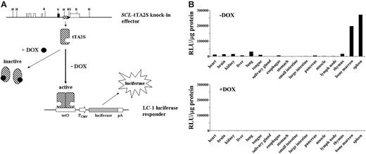 Figure 2. Tissue-specific induction of the luciferase transgene is completely DOX-dependent. (A) Schematic representation of the tetracycline regulatory system. Restriction endonuclease recognition sites are as in Figure 1. DOX indicates doxycycline; tTA-2S, tetracycline-dependent transactivator; tetO, DNA-binding consensus for tTA-2S homodimers; pCMV, human cytomegalovirus minimal promoter; pA, polyA signal. (B) Luciferase activity expressed as relative light units (RLU) per microgram of protein extract was determined for different organs as indicated. The top bar graph shows luciferase activities of double heterozygous SCL-tTA-2S/LC-1 mice in the absence of DOX (-DOX, luciferase on). The bottom bar graph represents luciferase values obtained from double-transgenic SCL-tTA-2S/LC-1 mice that were kept from conception onwards in the presence of DOX (+DOX, luciferase off). The luciferase values in each graph are shown for a single bitransgenic mouse. A similar pattern of activity was obtained also in 2 additional independent experiments using different mice.