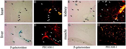 Figure 3. DOX-induced expression of β-galactosidase in peripheral organs of SCL-tTA-2S/EGFP-lacZ double-transgenic mice does not generally colocalize to vascular endothelium. Representative sections from (A) heart, (C) liver, (E) kidney, and (G) muscle of double-transgenic mice were analyzed for the presence of β-galactosidase-expressing cells (left panel). Vascular endothelium was identified by immunofluorescence using a monoclonal antibody against murine PECAM-1 (B, D, F, and H, right panel). The location of β-galactosidase-expressing cells is indicated by arrows.