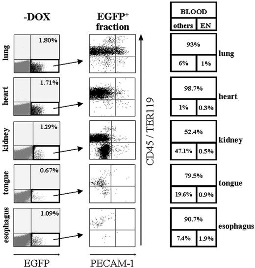 Figure 4. Induction of EGFP in peripheral organs of SCL-tTA-2S/EGFP-lacZ double-transgenic mice is primarily restricted to hematopoietic cells and a subset of organ-specific cells in the kidney. Representative FACS profiles of collagenase-digested tissues from lung, heart, kidney, tongue, and esophagus are shown. Left panel (-DOX): Induced organs of bitransgenic mice do contain a small fraction of EGFP+ cells (bottom right quadrant). Percentages of EGFP-expressing cells are shown in the top right quadrant. Central panel: The EGFP+ fraction of cells from the left panel of organ plots (indicated by an arrow) was used for plotting CD45/TER119 pan-hematopoietic markers (y-axis) against the PECAM-1 endothelial marker (x-axis). Right panel: Percentages of EGFP+ hematopoietic cells are shown in the large top box and percentages of endothelial cells in the bottom right box. The percentage of EGFP-expressing cells lacking blood and endothelial markers is indicated in bottom box on the left. Note the substantial increase of EGFP-expressing double-negative CD45-/TER119-and PECAM-1- cells in the kidney.