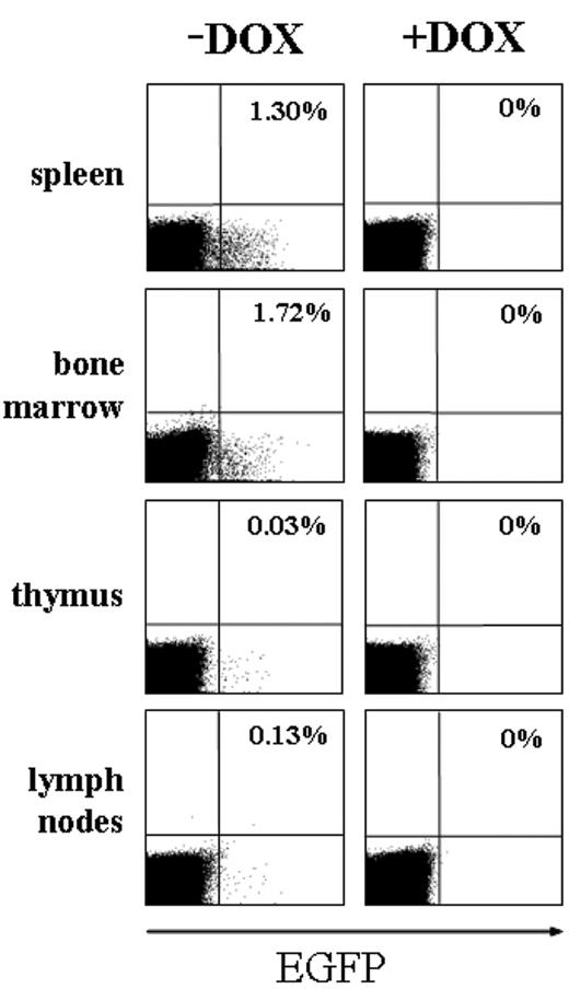 Figure 5. Expression of EGFP in hematopoietic organs is dependent on DOX. FACS analysis of adult spleen, bone marrow, thymus, and lymph nodes from double-transgenic effector/responder mice, demonstrating that the induction of EGFP was strictly dependent on DOX. Note the lack of EGFP+ cells in the FACS plots on the right where EGFP expression was inhibited by DOX. The percentage of EGFP-positive cells in each organ is indicated in the top right quadrant.