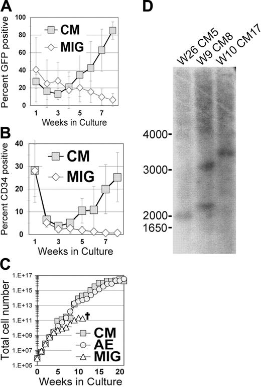 Figure 2. Expression of CBFβ-MYH11 in primary human CD34+ cells leads to long-term proliferation. (A-C) Transduced (nonsorted) human CD34+ cells were expanded in KTF36 media, counted weekly by trypan blue dye exclusion, and stained and analyzed by flow cytometry. (A) GFP expression, (B) CD34 expression, and (C) total cell number are shown. A transduction with the related oncogene AML1-ETO (AE) is shown as a comparison for cell growth during the first 20 weeks. The error bars represent the SD from 3 separate experiments. (D) Southern blot of long-term cultures indicating the clonal nature of the long-term CM cultures. GFP was used as the probe. W indicates weeks in culture.