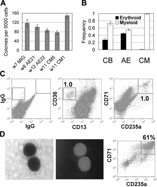 Figure 5. CM-expressing CD34+ cells retain progenitor activity but are inefficient in erythroid differentiation. (A-B) Five thousand magnetically selected CD34+ cells were plated to methylcellulose. (A) Total colony number was determined after 14 days. W indicates weeks in culture at the start of the assay. (B) Colony type frequency was scored as myeloid or erythroid for CD34+ cells from independent CB (n = 2), AE (n = 4), and CM (n = 4) cultures. Averages and SDs are shown. (C-D) Similarly, CD34+ cells from CM cultures were grown in methylcellulose assays with cytokines promoting red cell differentiation. After 14 days, (C) total cells or (D) pooled red cell colonies were stained for erythroid differentiation markers. Photographs show a representative red cell colony expressing GFP that was plucked and pooled for the CD71/CD235a stain in panel D.