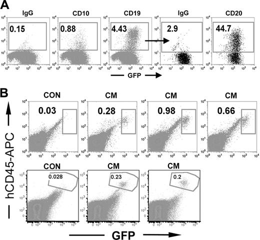 Figure 6. A primitive progenitor is responsible for the long-term expansion of CM-expressing cells. (A) Long-term CD34+ CM cells (week 9-15 in vitro) were cultured on the MS-5 stroma line under B cell-differentiating conditions. After 4 weeks, cells were collected and analyzed for GFP expression (indicating expression of CBFβ-SMMHC) and for expression of the B-cell markers CD10, CD19, and CD20. (B) Ten million cells from a week 12 or week 13 CM culture were injected intravenously into NOD/SCI-B2M-/- mice. Eight or 9 weeks later, mice were killed and bone marrow from the 4 long bones of the leg was obtained and analyzed for GFP expression and for expression of the human blood cell molecule CD45.