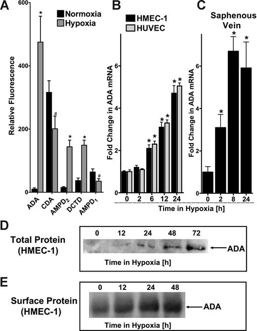 Figure 1. ADA is rapidly induced by hypoxia. (A) Microarray analysis of individual nucleoside/nucleotide deaminases in response to hypoxia (ADA, CDA, AMPD2, DCTD, and AMPD1). Confluent HMEC-1s were exposed to normoxia (pO2 147 mm Hg, 18 hours) or hypoxia (24-hour exposure to pO2 20 mm Hg) and the relative expression of individual deaminases was quantified from total RNA by microarray analysis. *Increased fluorescence, P < .01. #Decreased fluorescence, P < .01. Note the dramatic induction of ADA with hypoxia (47.5-fold). (B) Confluent HMEC-1 or HUVEC monolayers were exposed to normoxia (pO2 147 mm Hg, 18 hours) or hypoxia (pO2 20 mm Hg) as indicated. Total RNA was isolated, and ADA mRNA levels were determined by real-time RT-PCR. Data were calculated relative to an internal housekeeping gene (β-actin) and are expressed as fold increase over normoxia ± SD at each indicated time. Results are derived from 3 experiments in each condition (*P < .01). (C) Human saphenous veins were obtained from patients undergoing aorto-coronary bypass surgery and exposed ex vivo to ambient normoxia (pO2 147 mm Hg, 24 hours) or hypoxia (pO2 20 mm Hg for 2, 8, or 24 hours). After total RNA isolation, real-time PCR was performed to investigate ADA inducibility by hypoxia. Data were calculated relative to an internal control (β-actin) and are expressed as fold increase over normoxia ± SD at each indicated time. Results are derived from 3 experiments in each condition (*P < .01). (D) Increase in total ADA protein with hypoxic exposure. Confluent HMEC-1 monolayers were exposed to indicated periods of hypoxia (0-72 hours), washed, and lysed. Lysates were resolved by SDS-PAGE, and resultant Western blots were probed with a polyclonal goat antibody directed against human ADA. A representative experiment of 3 is shown. (E) Increase in surface ADA protein with hypoxic exposure. Confluent HMEC-1 monolayers were exposed to indicated periods of hypoxia (0-48 hours), monolayers were washed, surface proteins were biotinylated, and cells were lysed. ADA was immunoprecipitated with a polyclonal goat antibody directed against human ADA. Immunoprecipitates were resolved by SDS-PAGE, and resultant Western blots were probed with avidin-peroxidase. A representative experiment of 3 is shown.