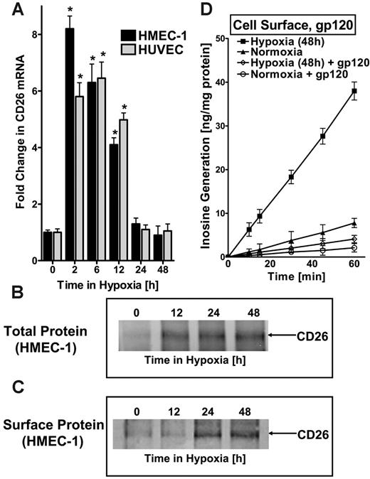 Figure 3. ADA-complexing protein CD26 is coordinately induced by hypoxia. (A) Real-time PCR was used to confirm induction of CD26 mRNA by hypoxia in cultured endothelial cells (HMEC-1s and HUVECs). Data were calculated relative to internal housekeeping gene (β-actin) and are expressed as fold increase over normoxia ± SD at each indicated time. Results are derived from 3 experiments in each condition (*P < .01). (B) Increase in total CD26 protein with hypoxic exposure. Confluent HMEC-1 monolayers were exposed to indicated periods of hypoxia, washed, and lysed. Lysates were resolved by SDS-PAGE, and resultant Western blots were probed with mAb directed against human CD26. A representative experiment of 3 is shown. (C) Increase in surface CD26 protein with hypoxic exposure. Confluent HMEC-1 monolayers were exposed to indicated periods of hypoxia, monolayers were washed, surface proteins were biotinylated, and cells were lysed. CD26 was immunoprecipitated with mAb directed against human CD26. Immunoprecipitates were resolved by SDS-PAGE, and resultant Western blots were probed with avidin-peroxidase. A representative experiment of 3 is shown. (D) ADA surface induction requires interaction with CD26. To confirm that the observed increase in enzymatically active cell-surface ADA is bound to hypoxia induced CD26, HIV-1 gp120, a specific inhibitor of ADA interaction with CD26, was used. Postnormoxic or posthypoxic (pO2 20 mm Hg, 48 hours) HMEC-1s were incubated for 10 minutes with 100 nM gp120 in HBSS at 37°C and washed; ADA activity was measured. Note the reduced ADA activity after gp120 treatment in postnormoxic and posthypoxic endothelia (P < .01 by ANOVA). (A, D) Error bars indicate SD.