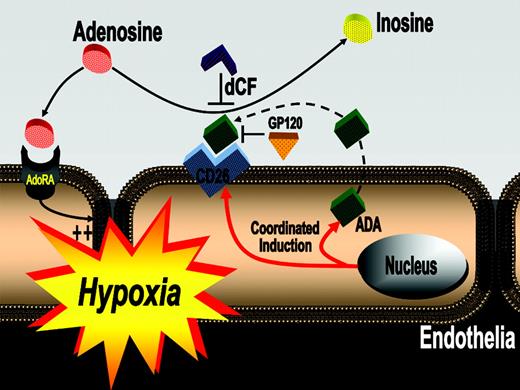 Figure 7. Proposed model of coordinated induction of ADA and CD26. In areas of ongoing inflammation and diminished oxygen supply, hypoxia coordinates the induction of endothelial ADA and CD26. Following induction of ADA mRNA, the enzyme is synthesized and released from the endothelial cell and binds to its cell-surface receptor CD26. Such increases in endothelial cell-surface ADA modulate vascular adenosine signaling during hypoxia. In general, extracellular adenosine can activate endothelial adenosine receptors. Due to increased ADA surface activity with hypoxia, adenosine is metabolized to inosine, thus terminating vascular adenosine signaling and increasing extracellular inosine concentration. Inhibition of ADA with dCF or inhibition of ADA binding to its receptor CD26 (GP120) can contribute to increasing vascular adenosine effects during acute hypoxia.