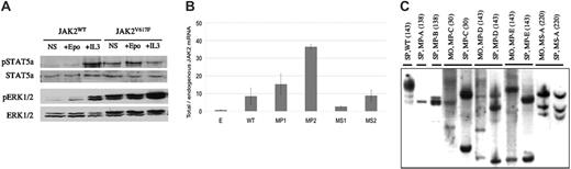 Figure 1. Retroviral gene signaling activity, mRNA expression level, and genomic integration from JAK2V617F virus-recipient mice. (A) Western blot analysis from spleen cells demonstrates constitutive STAT5a and ERK1/2 pathway activation in JAK2V617F recipients in contrast to JAK2WT recipient mice. Total and phosphorylated (p) Stat5a and ERK1/2 are shown in the absence of added growth factor (NS) or the presence of Epo and IL-3. (B) Ratio between total (retroviral and endogenous) and endogenous JAK2 mRNA. Total JAK2 mRNAs were quantified by QTPCR against tubulin (Table 1). Endogenous level was determined from empty virus-recipient mice. Results are mean values from 3 to 4 mice, studied between 3 and 6 months after transplantation with triplicated RNA measurements. WT and E are pooled levels from JAK2WT or empty virus recipient. MP1 and MP2 or MS1 and MS2 are pooled from primary or secondary JAK2V617F-recipient mice, respectively. (C) Identification of proviral insertions in the genome of spleen (SP) and BM samples from JAK2WT (WT) or JAK2V617F virus primary-(MP-A to MP-D) or secondary (MS-A)-recipient mice. Animals were studied at the indicated day after transplantation (in bracket). Proviral integrants were detected using Southern blot analysis with a GFP probe from EcoRI- or BamH1-digested DNA exhibiting 1 enzymatic cut in the proviral DNA and in the genomic DNA. Bands indicate individual proviral integrants. MP-A, MP-B, and MP-D developed a high-grade fibrosis, and MP-E developed a low-grade fibrosis. No fibrosis was detected for MP-C or WT.