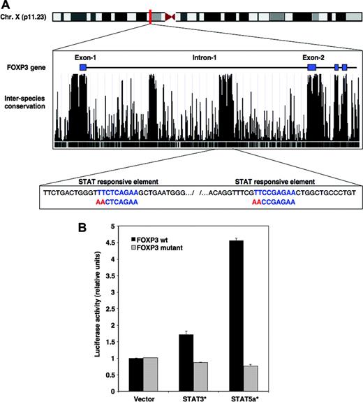 Figure 2. IL-2 signaling targets FOXP3 through STAT3 and STAT5 proteins. (A) The location of the human FOXP3 gene on chromosome X is illustrated at top of figure. The middle box shows the proximal region of FOXP3 including exons 1 to 4 as obtained from the University of California Santa Cruz genome assembly Web site and corresponds to a segment located between bases 48 870 000 and 48 878 500 (http://genome.ucsc.edu). The degree of interspecies conservation of the DNA within this segment is represented by peak histograms. The bottom box illustrates a segment of the first intron of FOXP3 located between bases 48 873 406 and 48 873 819, which includes 2 consensus STAT-binding motifs (in blue). The red sequence identifies mutations of the 2 STAT-binding sites introduced in the luciferase constructs. (B) Plasmid constructs were generated that contained wild-type (WT) FOXP3 intronic segment encompassing the 2 STAT motifs upstream of the luciferase cDNA or a mutated version of this segment with disrupted STAT elements. WT (▪) as well as mutated constructs () were cotransfected in 293 cells together with a plasmid containing a constitutively activated form of STAT3, STAT3C, or a constitutively activated form of STAT5, STAT5a1*6. Transcriptional activity was assessed after 24 hours. Error bars indicate SD.