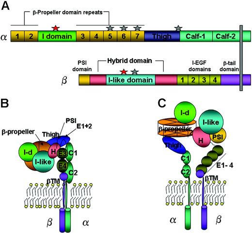Figure 1. Schematic structure of the leukocyte integrin. (A) The integrin's primary structure, including divalent cation-binding sites (Mg2+ as red stars, and Ca2+ as gray stars). (B,C) Schematic representations of the bent (inactive) and straightened (active) conformations of the integrin, respectively. The arrangement of domains is based on the 3-dimensional crystal structure of αVβ3-integrin, with an I domain added between the second and third β-propeller repeats. Each domain is colored as in panel A. I-d indicates I domain; I-EGF, integrin-epidermal growth factor domain; PSI, plexin/semaphorin/integrin; and βTM, β-tail domain.