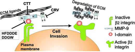 Figure 2. Schematic summary of the integrin/MMP complex in PMNs. The αMβ2/MMP-9 complex is formed in PMN intracellular granules and can be rapidly mobilized to the cell surface after exposure to degranulation stimuli, such as TNF-β, LPS, and fMLP. PMN degranulation can also be achieved when cells are in contact with ECM proteins. Upon PMN activation, cell-surface receptors are routinely shed from PMNs. Loss of these receptors is mainly due to PMN-derived MMP activity, a process that facilitates PMN rolling and migration via degradation of the vascular basement membrane during PMN extravasation. Disruption of the αMβ2-integrin/MMP-9 complex by integrin-(HFDDDE and DDGW) and MMP-9-(CTT and CRV) binding peptides strongly reduced PMN migration in vitro and in vivo.