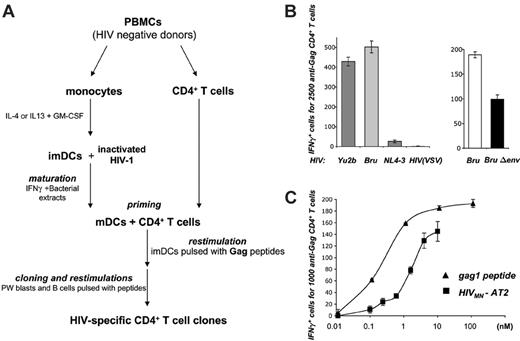 Figure 1. DCs present HIV-1 virion-derived antigens to HIV-specific (HS) CD4+ cells. (A) Protocol for generating HS CD4+ T-cell clones. Primary CD4+ T cells were primed with autologous monocyte-derived DCs pulsed with HIVMN virions inactivated with aldrilthiol-2 (HIVMN-AT-2). Cultures were restimulated with autologous DCs, pokeweed-stimulated (PW) blasts, or B-EBV cells pulsed with a pool of HIV-1 Gag-p24 peptides. Peptide-specific bulk cultures were then selected and HS clones derived by limiting dilution. (B) DCs exposed to HIV particles activate HS CD4+ cells. HLA-DRβ*01+ imDCs were exposed to the indicated HIV-1 strains in the presence of AZT, and cocultivated with IV9 HS cells for about 8 hours. Activation of IV9 cells was assessed in an IFNγ ELISPOT assay. Results are depicted as the number of IFNγ+ cells for the indicated number of effectors. Left panel: the indicated viral strains (5.4 nM p24) were used. YU2b (R5 tropic) or Bru (X4 tropic) carry the gag1 epitope recognized by IV9 cells, whereas this sequence is naturally mutated in NL4-3 strain (X4 tropic) and HIV(VSV) pseudotypes. Right panel: HIV Env increases MHC-II HIV antigen presentation by DCs. DCs were exposed to wild-type HIV Bru or Env-deleted (BruΔenv) isogenic viruses (0.5 nM p24). (C) Dose-response analysis of HIV antigen presentation by DCs. DCs were exposed to increasing concentrations of HIVMN-AT2 or, as a control, gag1 peptide, and tested as in panel B. For each panel, data are mean ± SD of triplicates and are representative of 3 independent experiments.